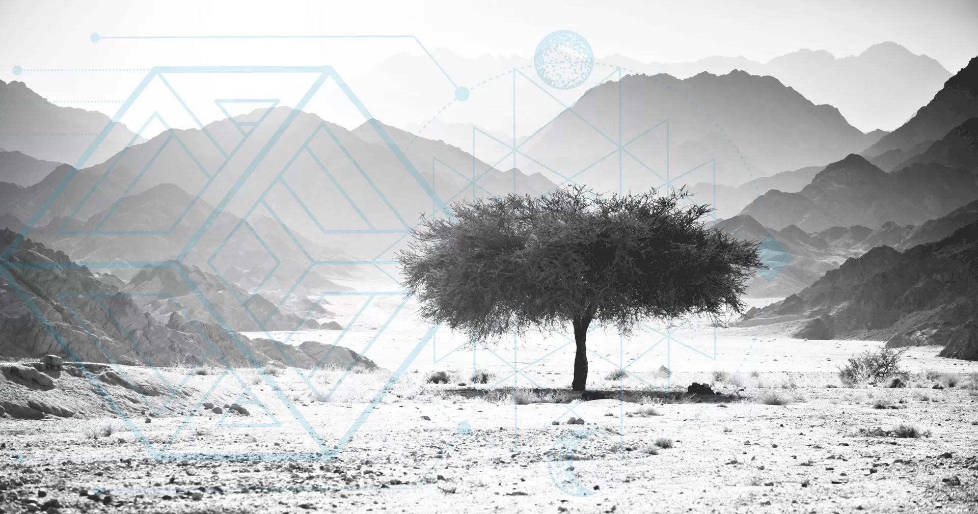 Lone tree standing strong in desert landscape, symbolizing solitude vs loneliness and finding inner peace through solitude